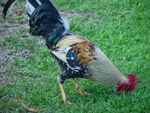 Chicken is every where in Kauai:  Bird of Paradise home Kauai Hawaii