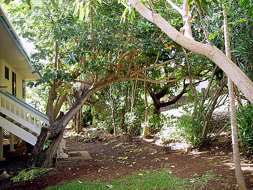 Garden at Kauai vacation rental Poipu