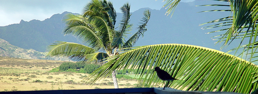 Birds always visit our Bird of Paradise Home.  (Lots of food to eat in the coconut trees).